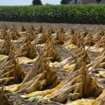 OTRA_2017_CN_0097 (August 24, 2017)